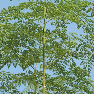 moringa tea tree facts