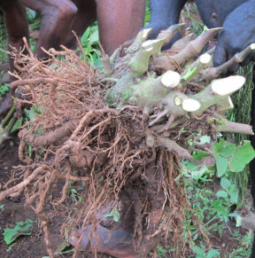 Kava Root Tea